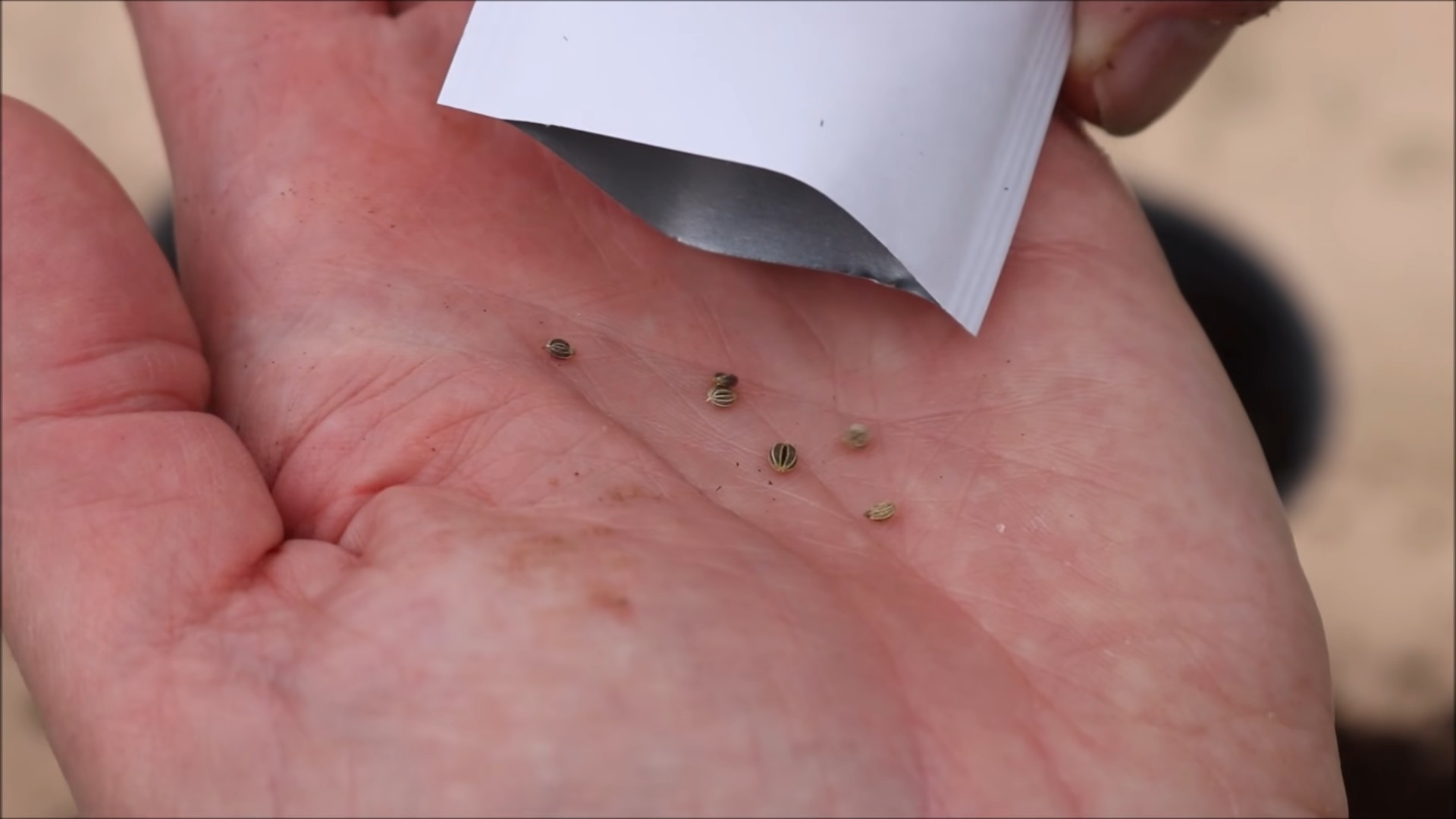 Planting Parsley Indoors