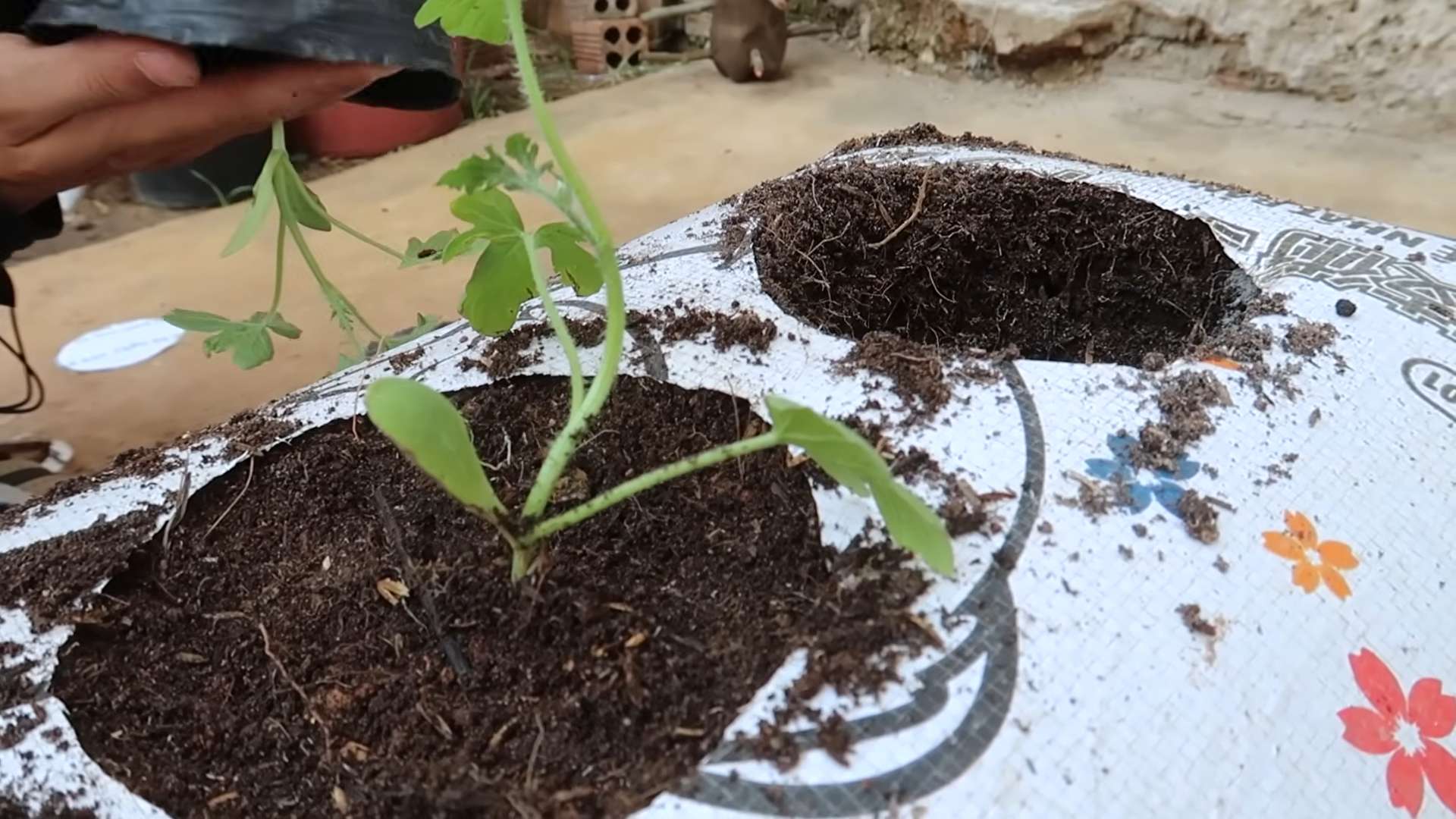 Watermelon gardening in reused sacks