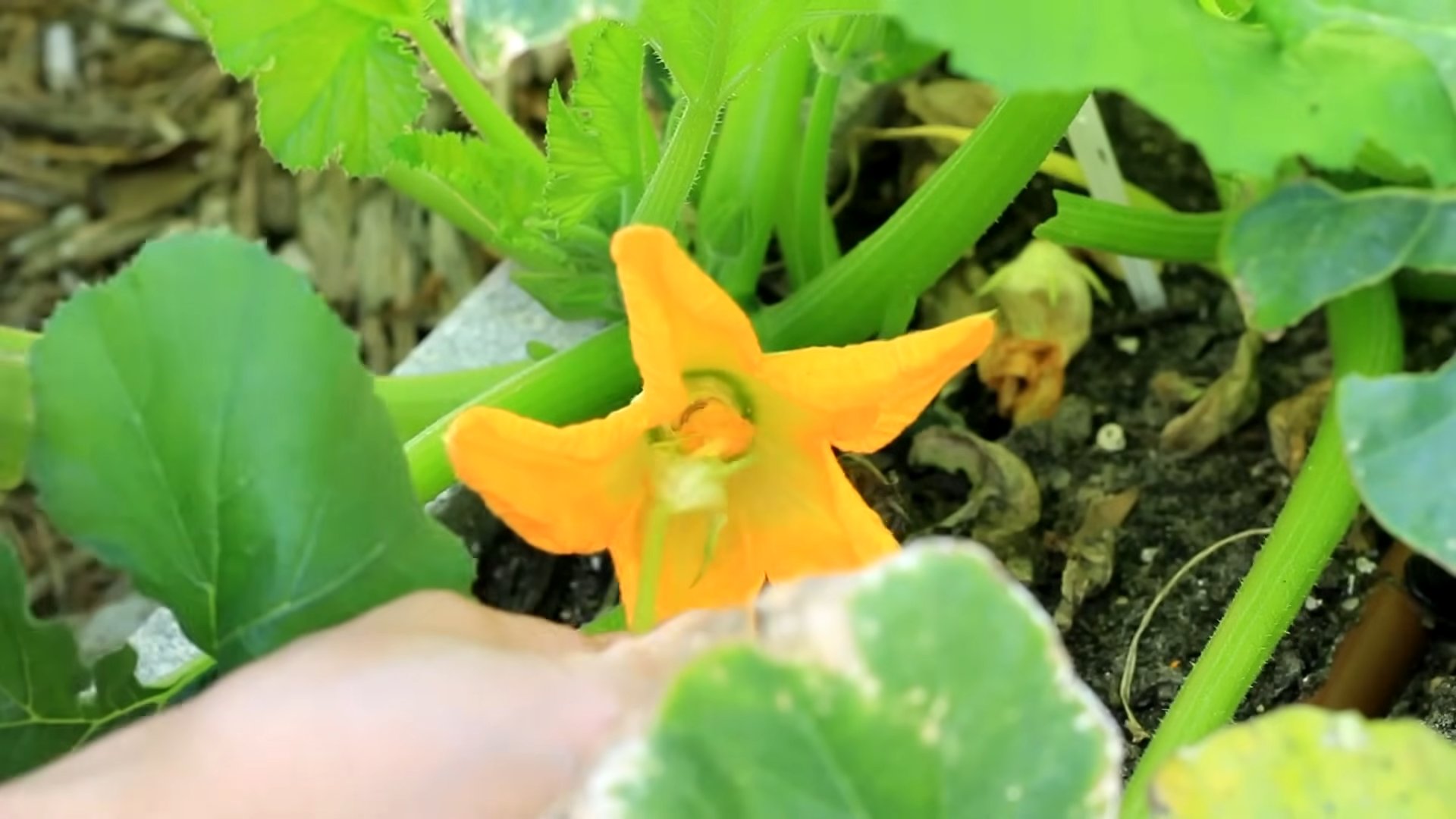Grow Zucchini at Home
