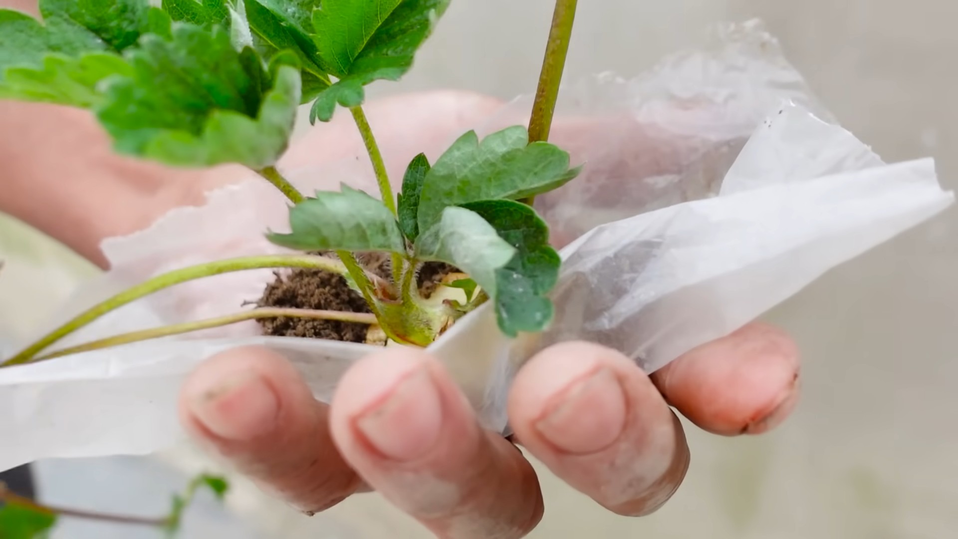 Growing Strawberries at Home