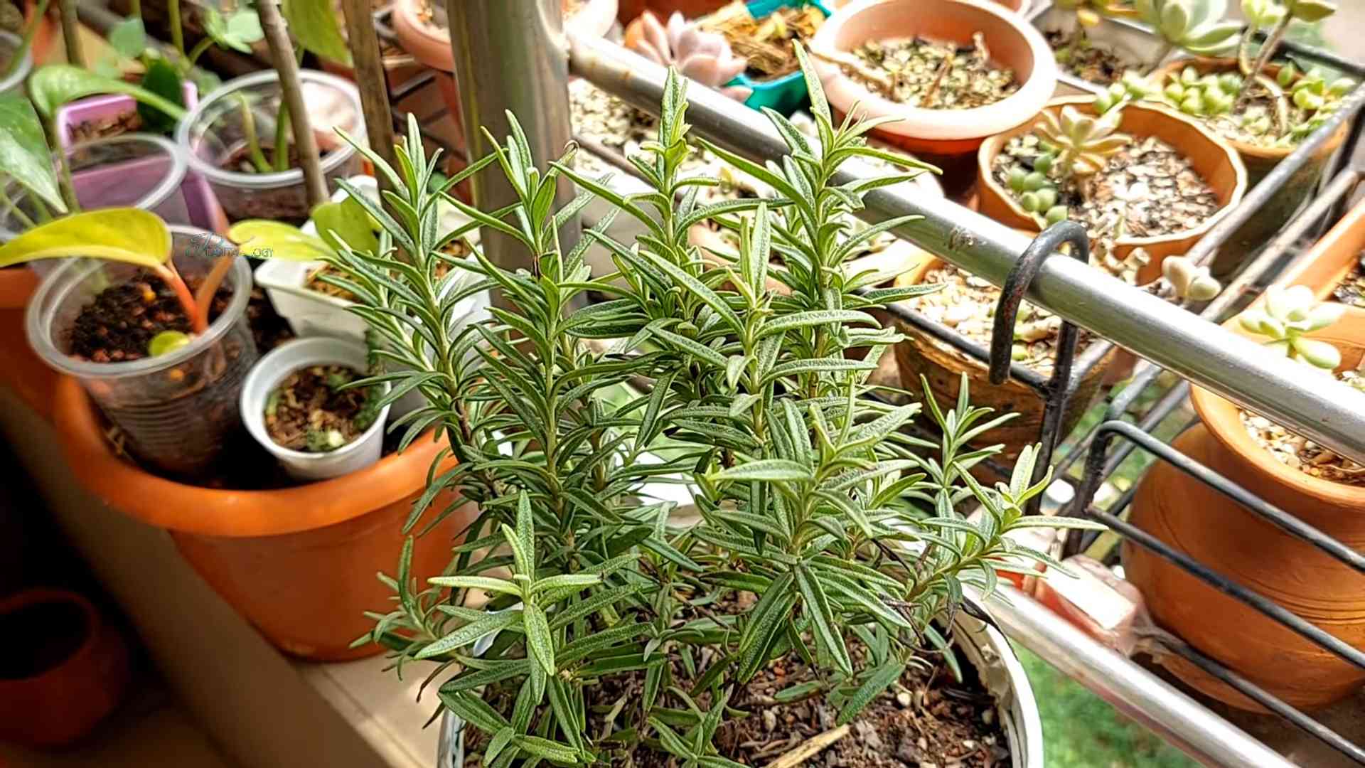 Grow Rosemary at Home
