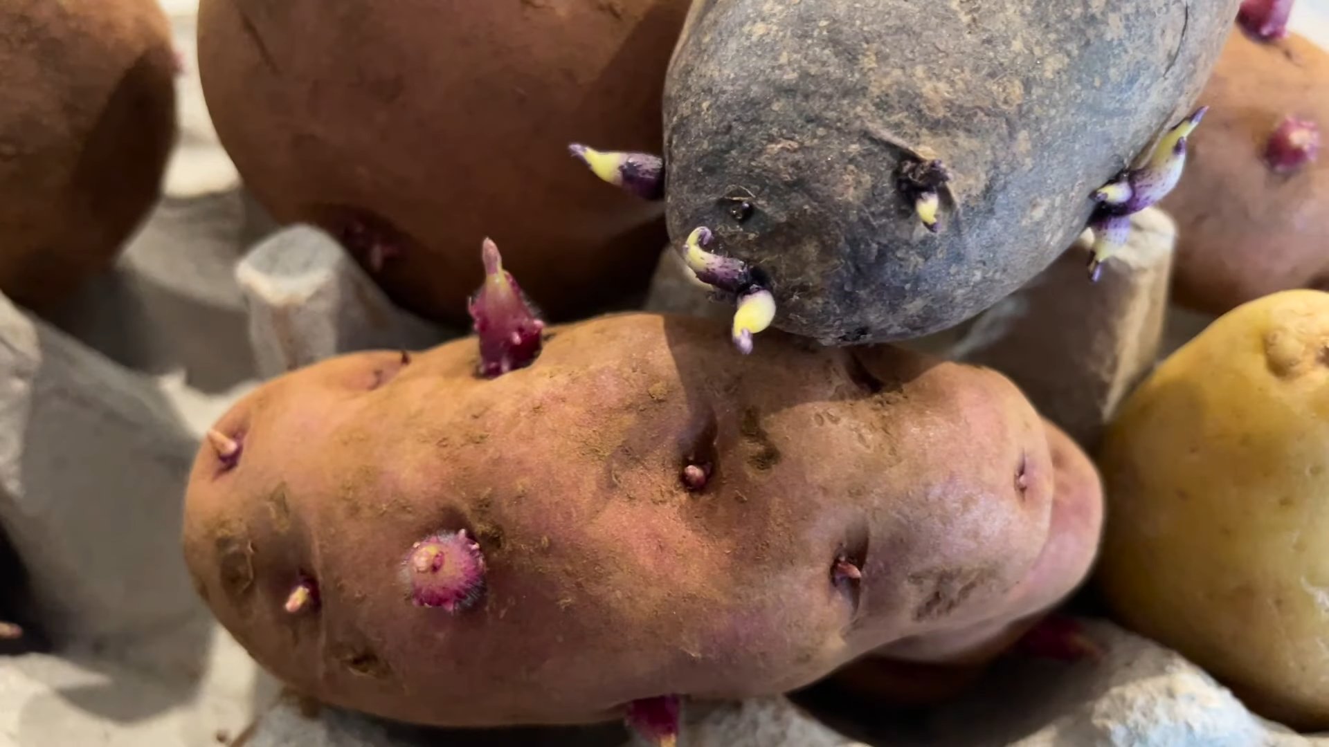 Growing Potatoes in Containers