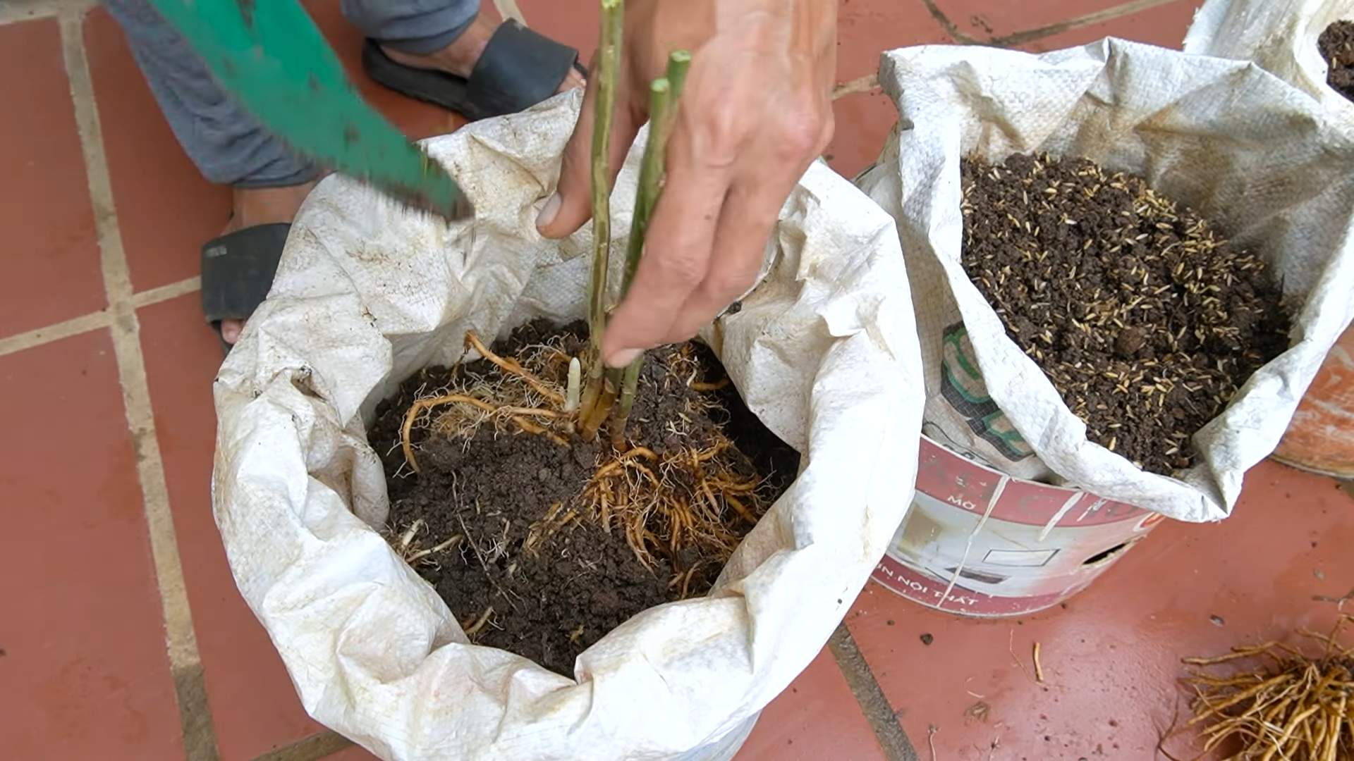 Asparagus growing tips