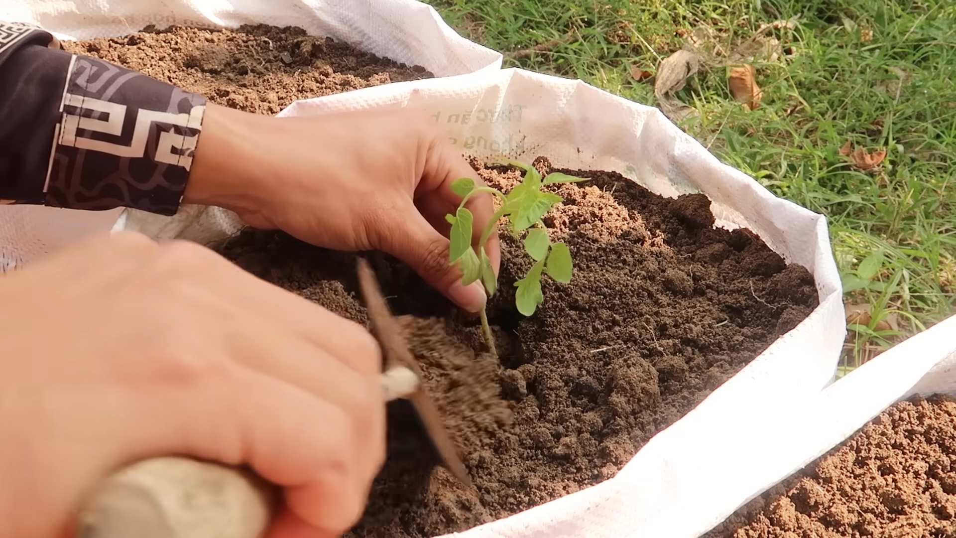Grow Tomatoes at Home