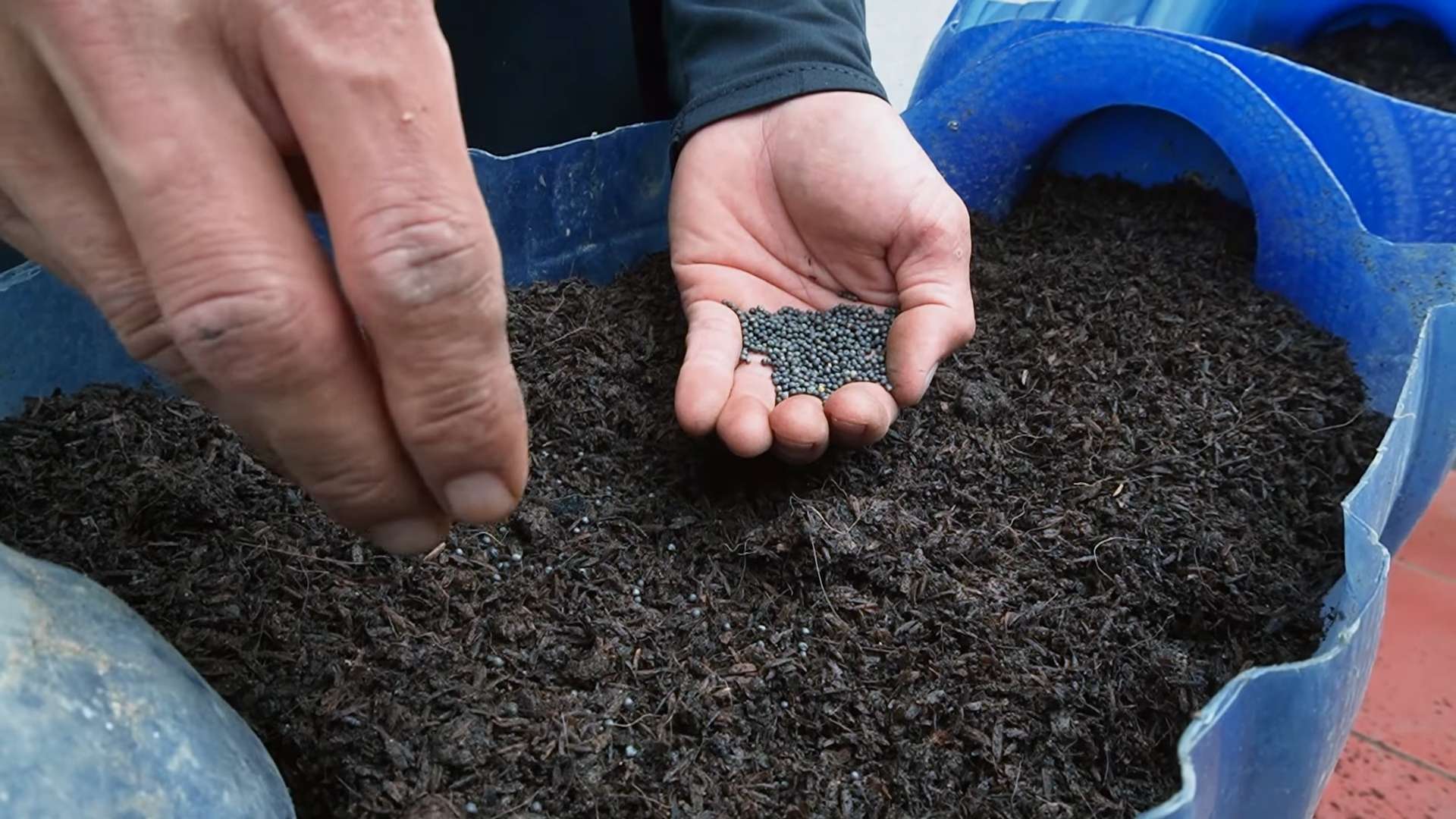 Collard Greens Gardening Tips