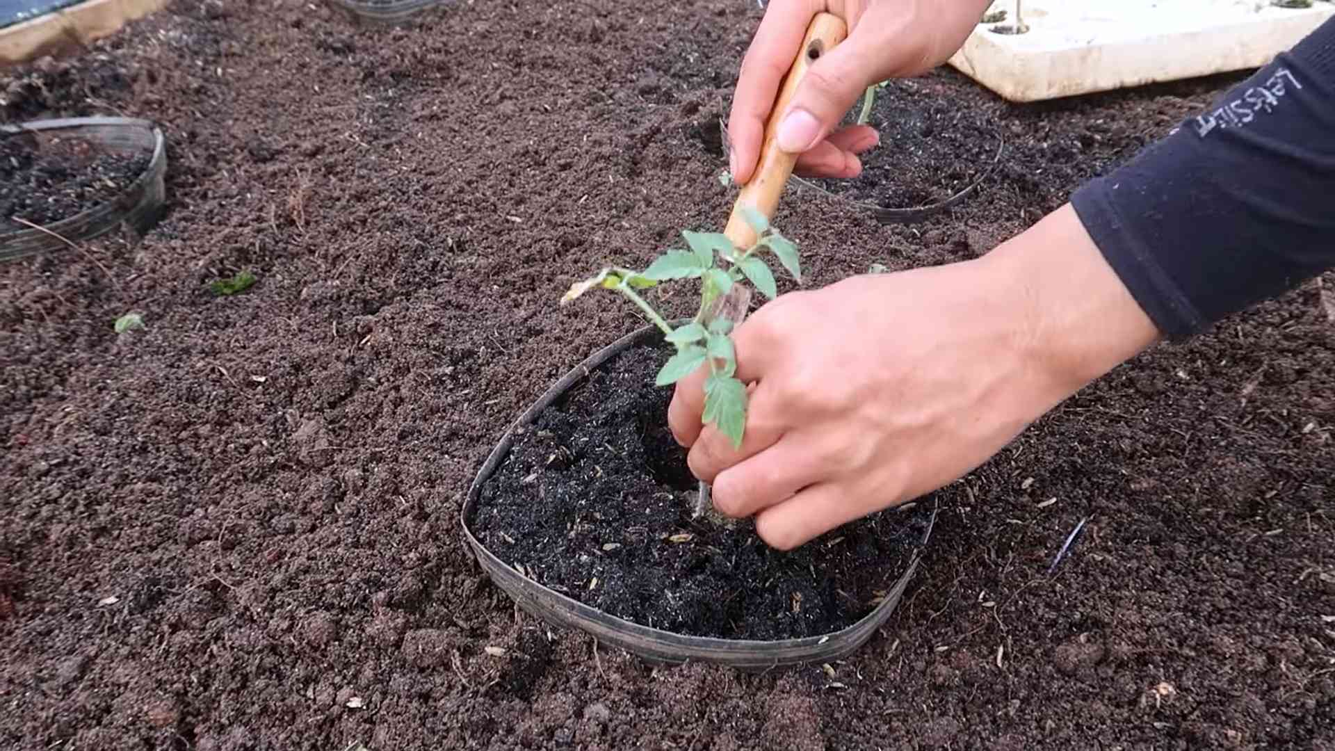 Tomato plant care tips