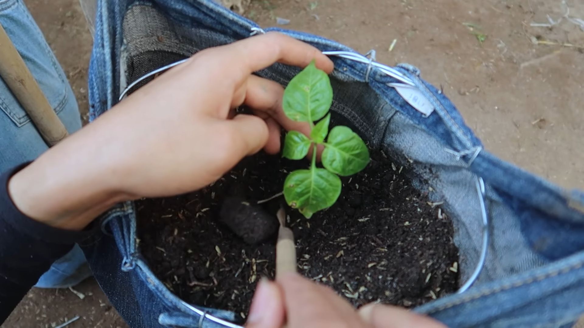 Pepper plant denim trick