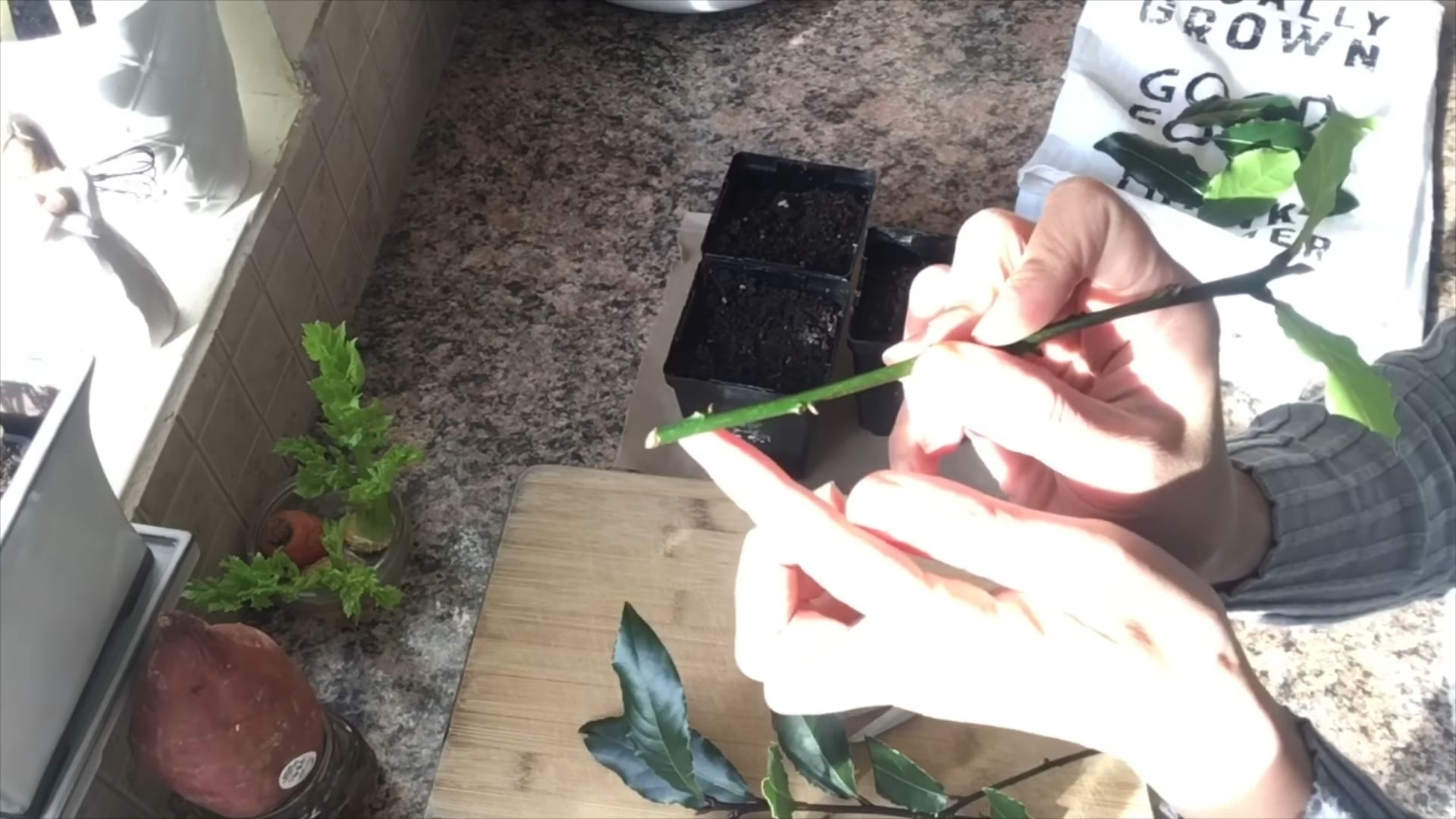 Grow Microgreens Indoors Easily