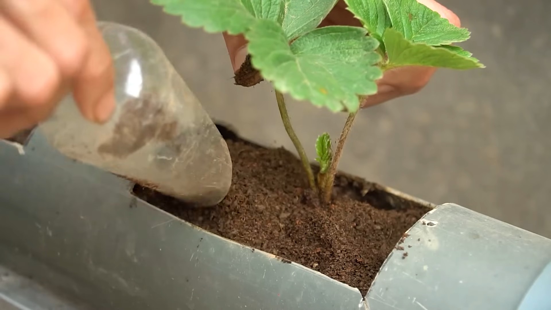 Grow Strawberries at Home