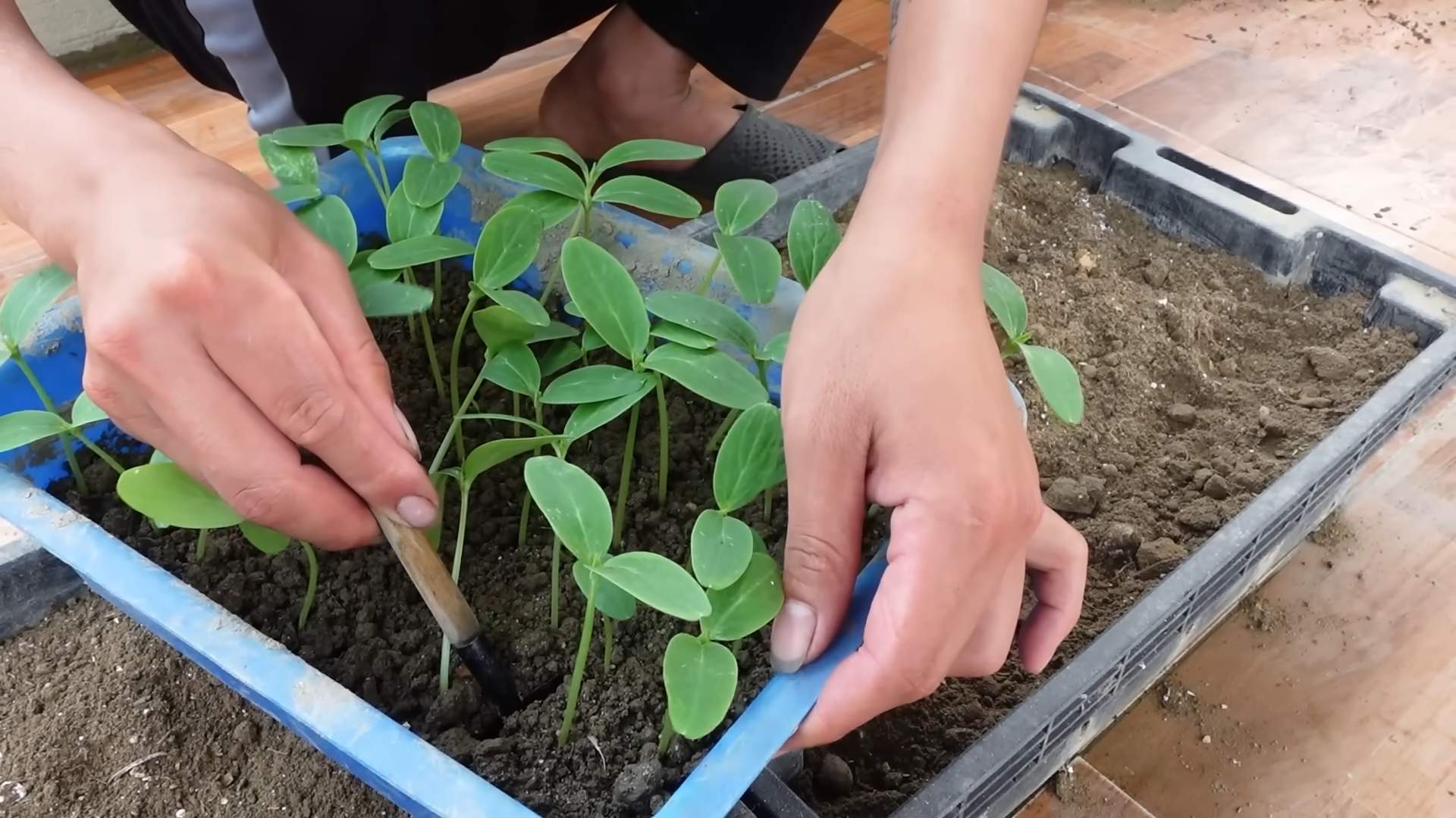 Grow Cucumbers