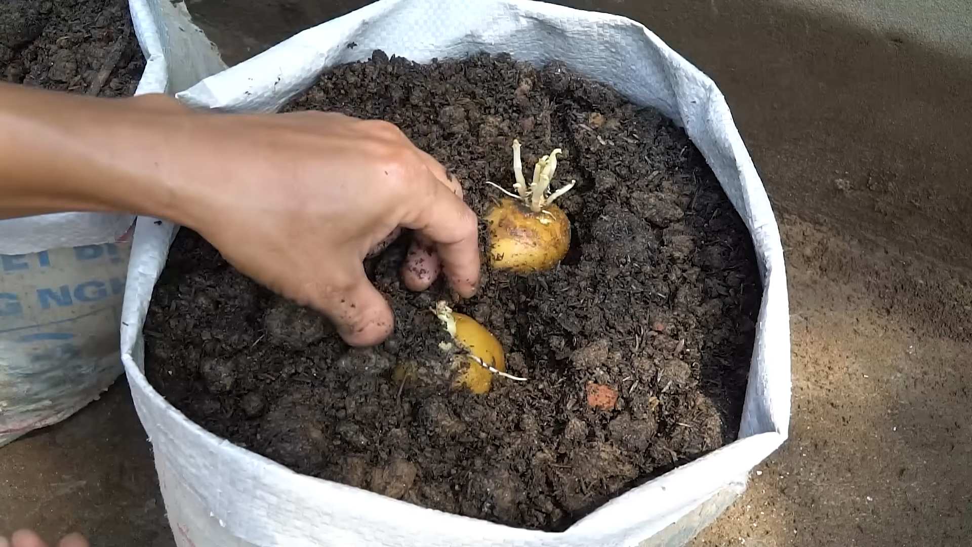 Grow Potatoes at Home