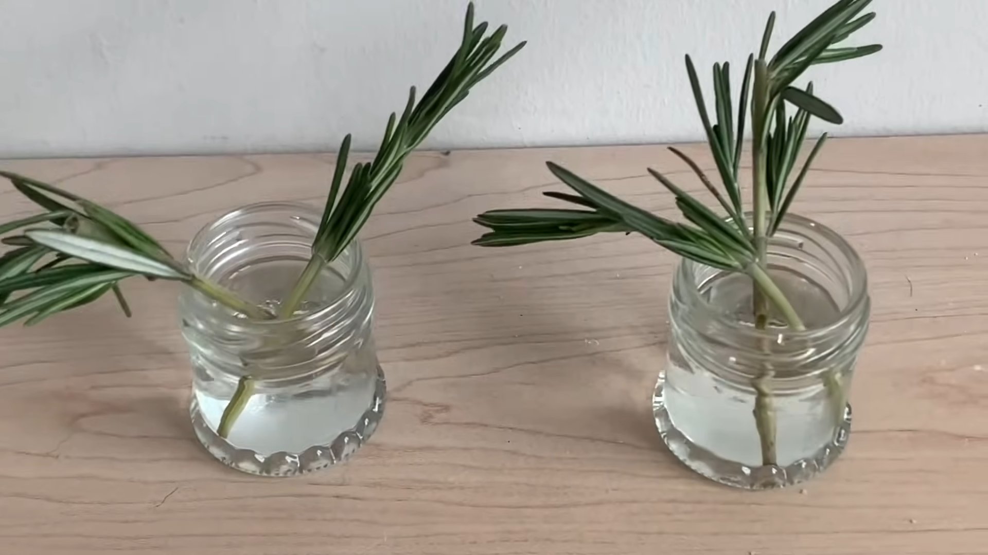 Growing Rosemary Indoors