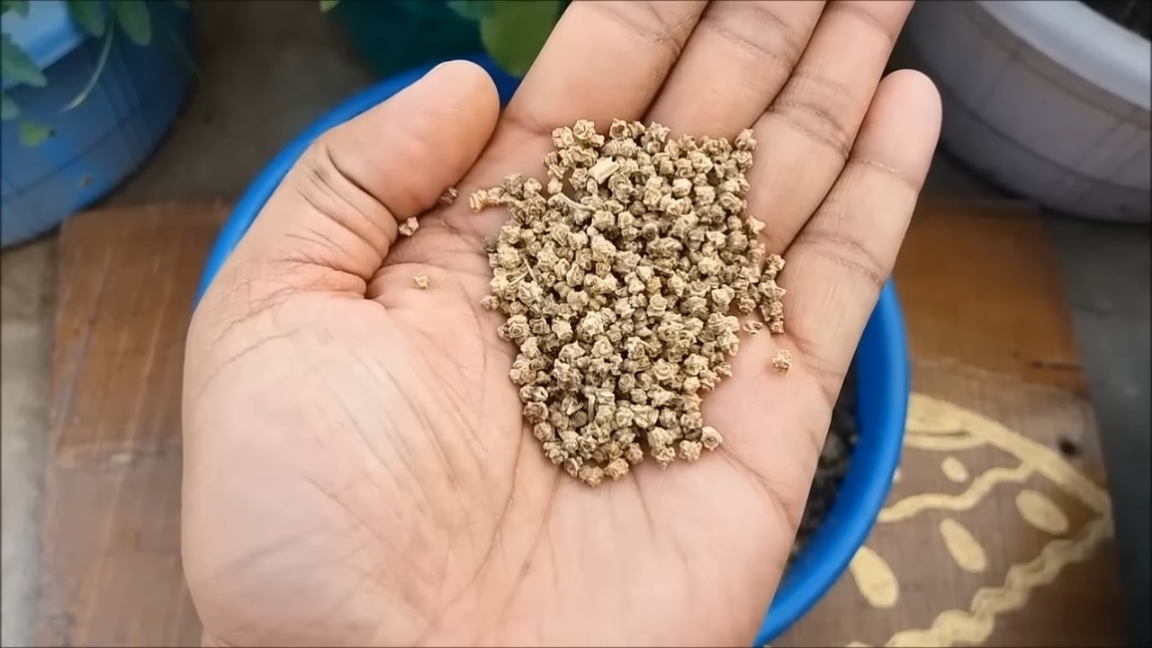Grow spinach at home