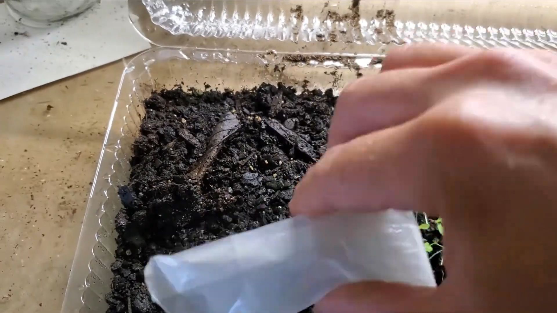 Grow Coral Bells from Seeds