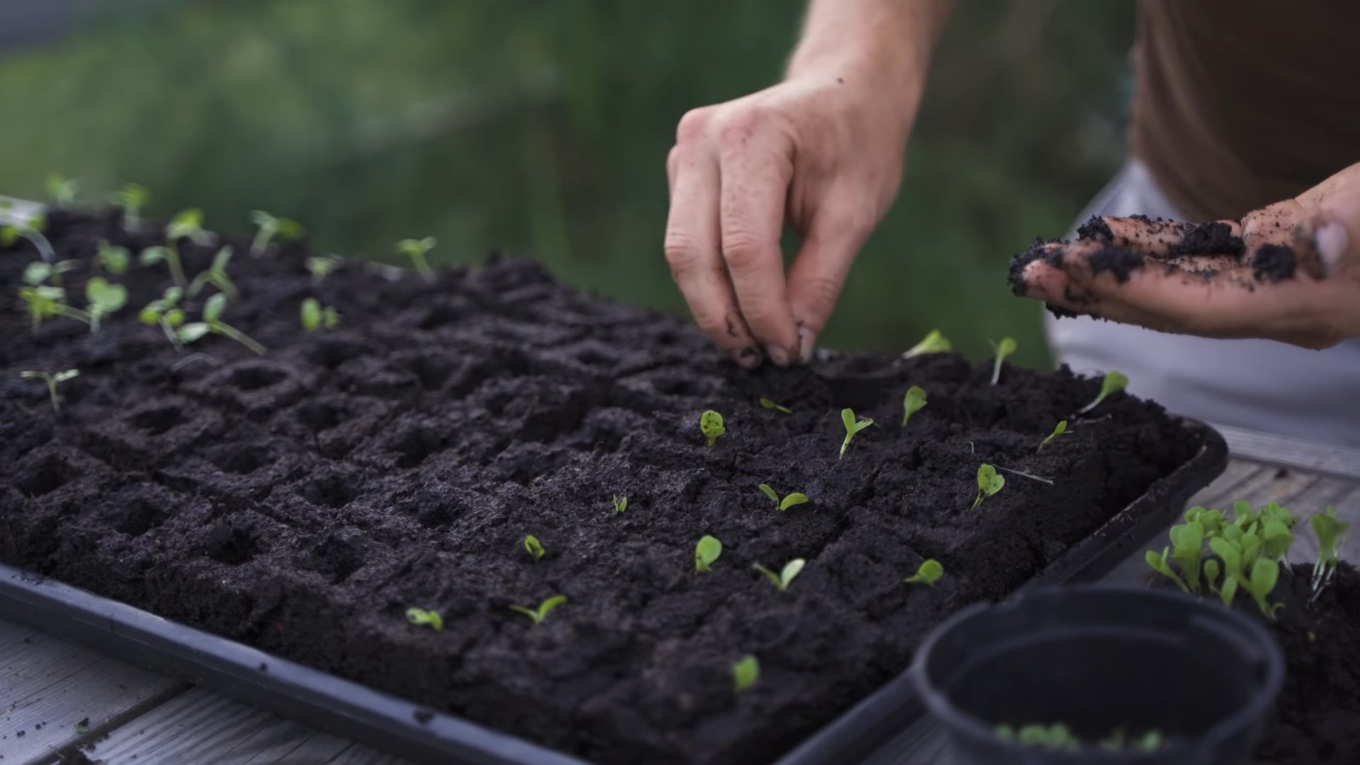 Grow Endive at Home