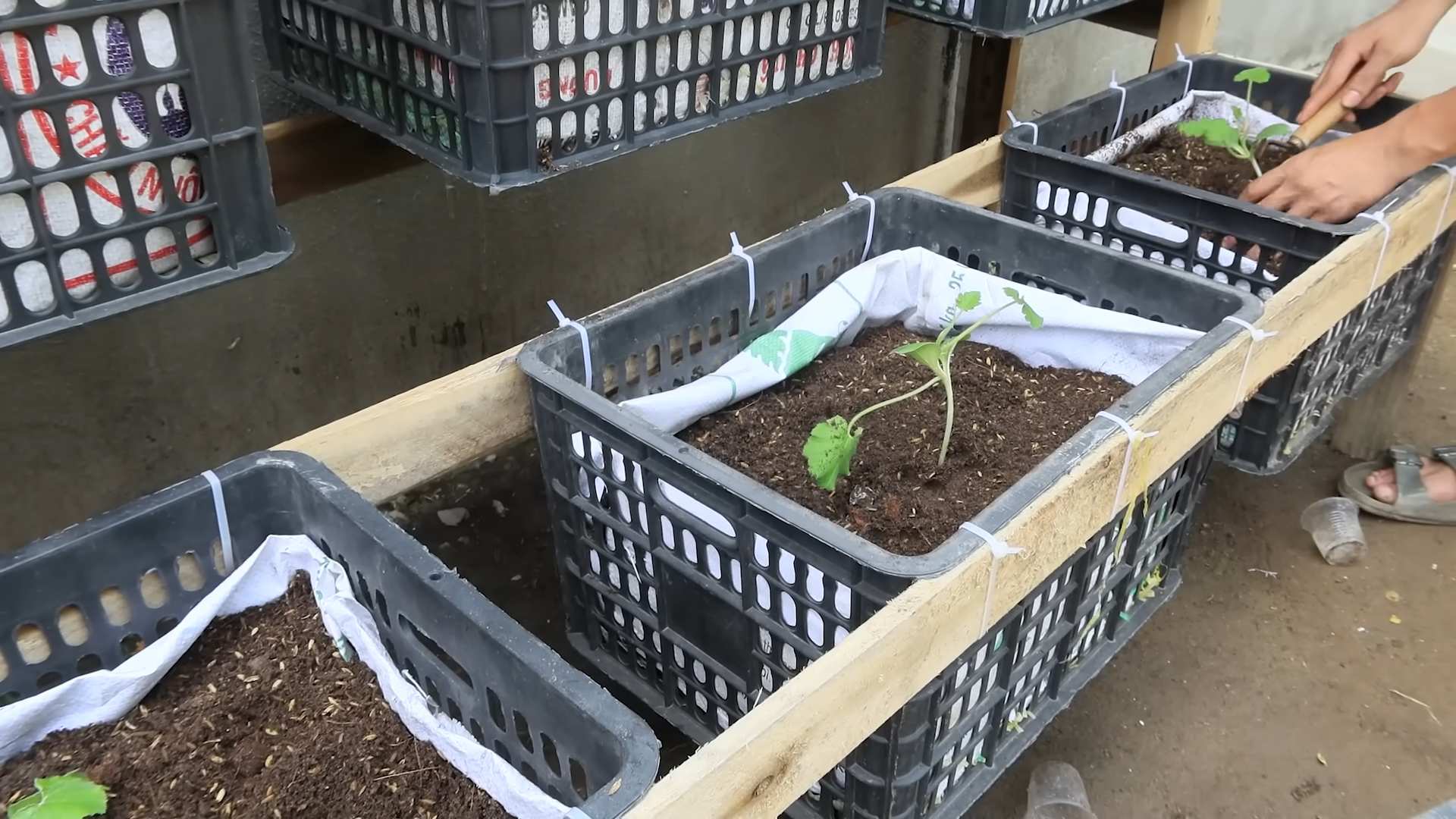 Easy Zucchini Growing Tips