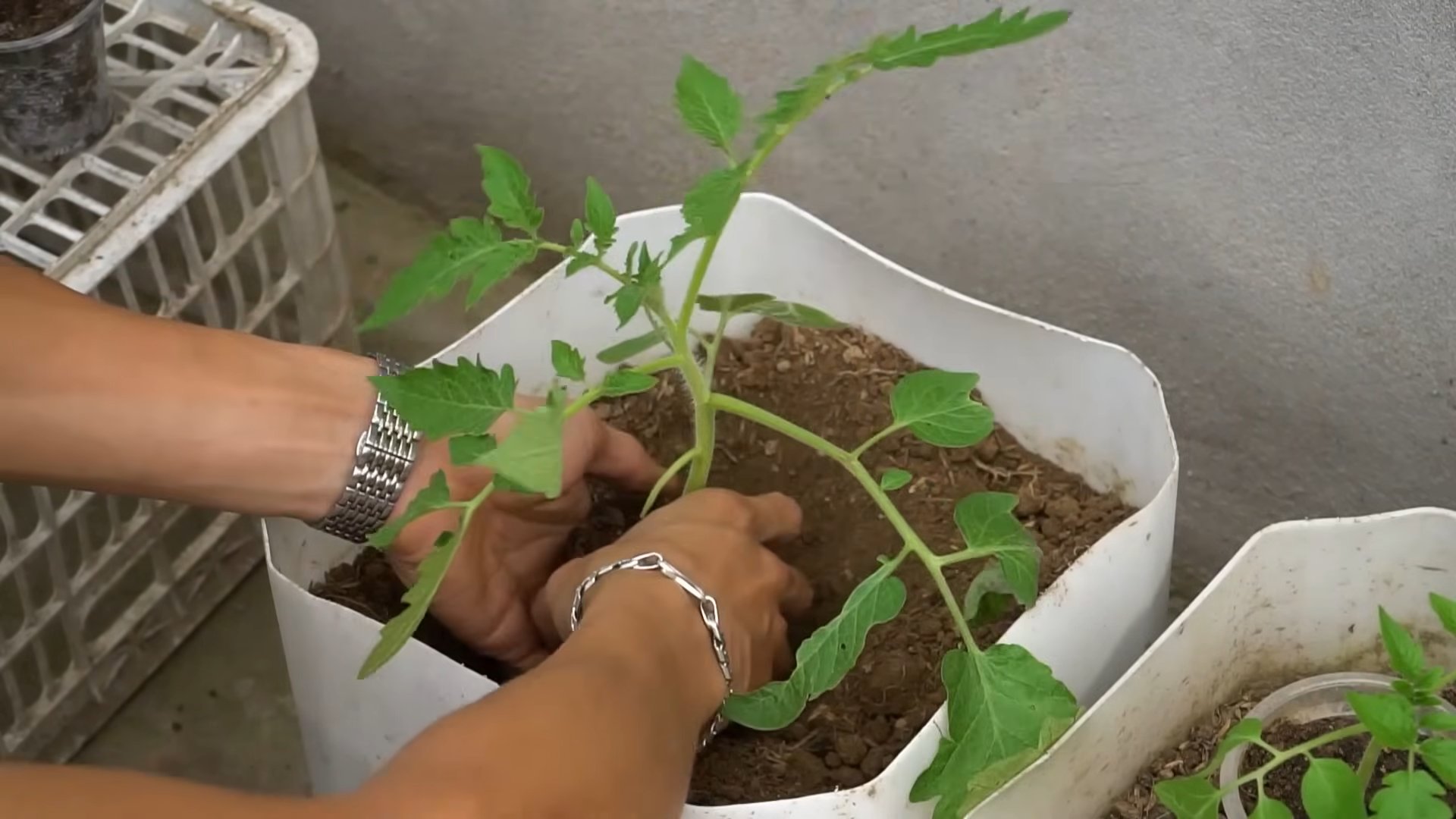 Tomato plant abundant harvest