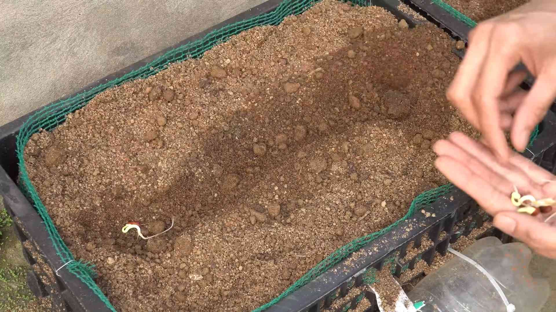 Yardlong Bean Growing Guide