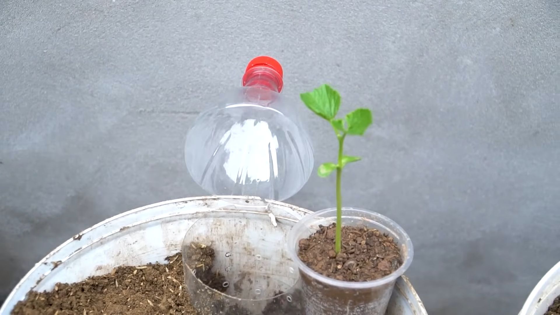 Grow Bitter Gourd