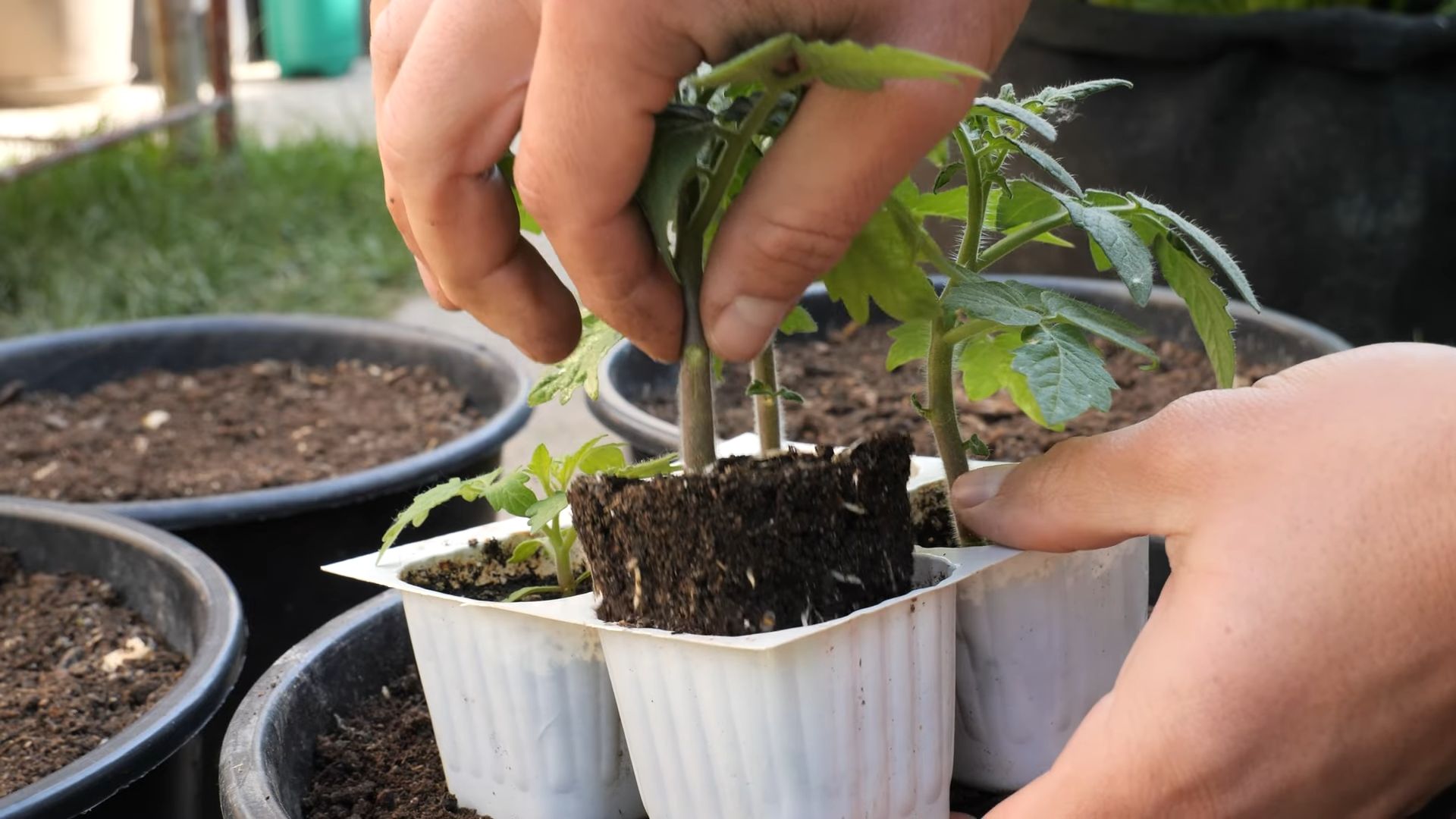 Grow Cherry Tomatoes