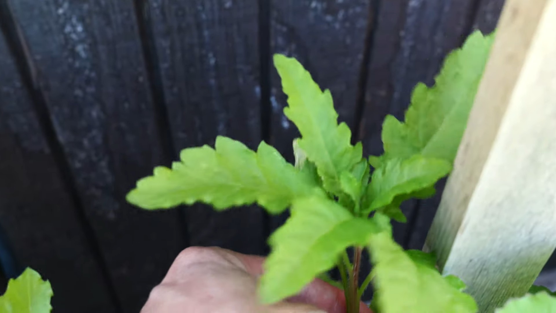 Grow Epazote at Home