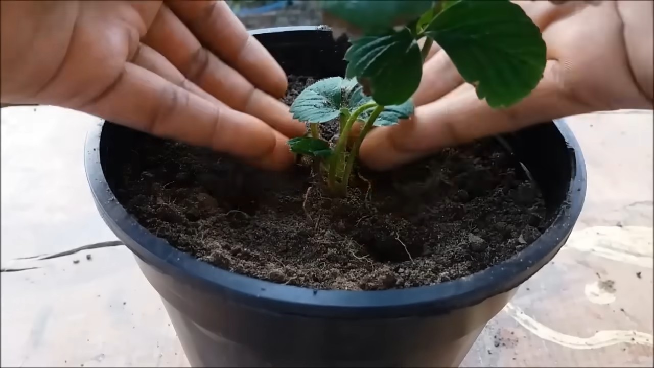 Indoor Strawberry Growing