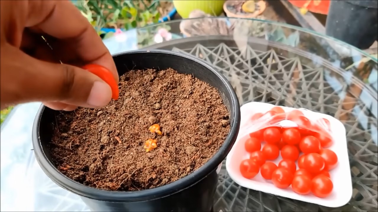 Grow cherry tomatoes at home