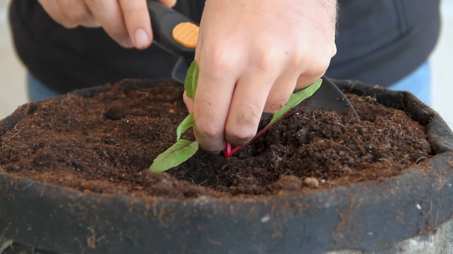 Growing Beets Indoors