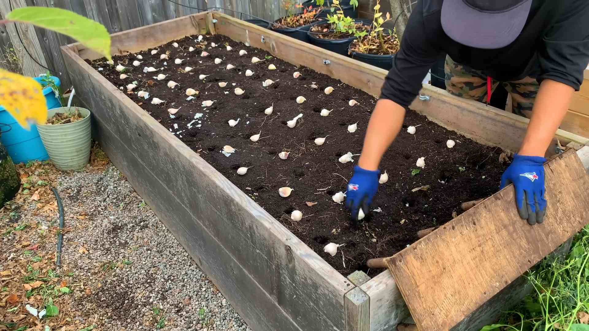 Growing garlic at home