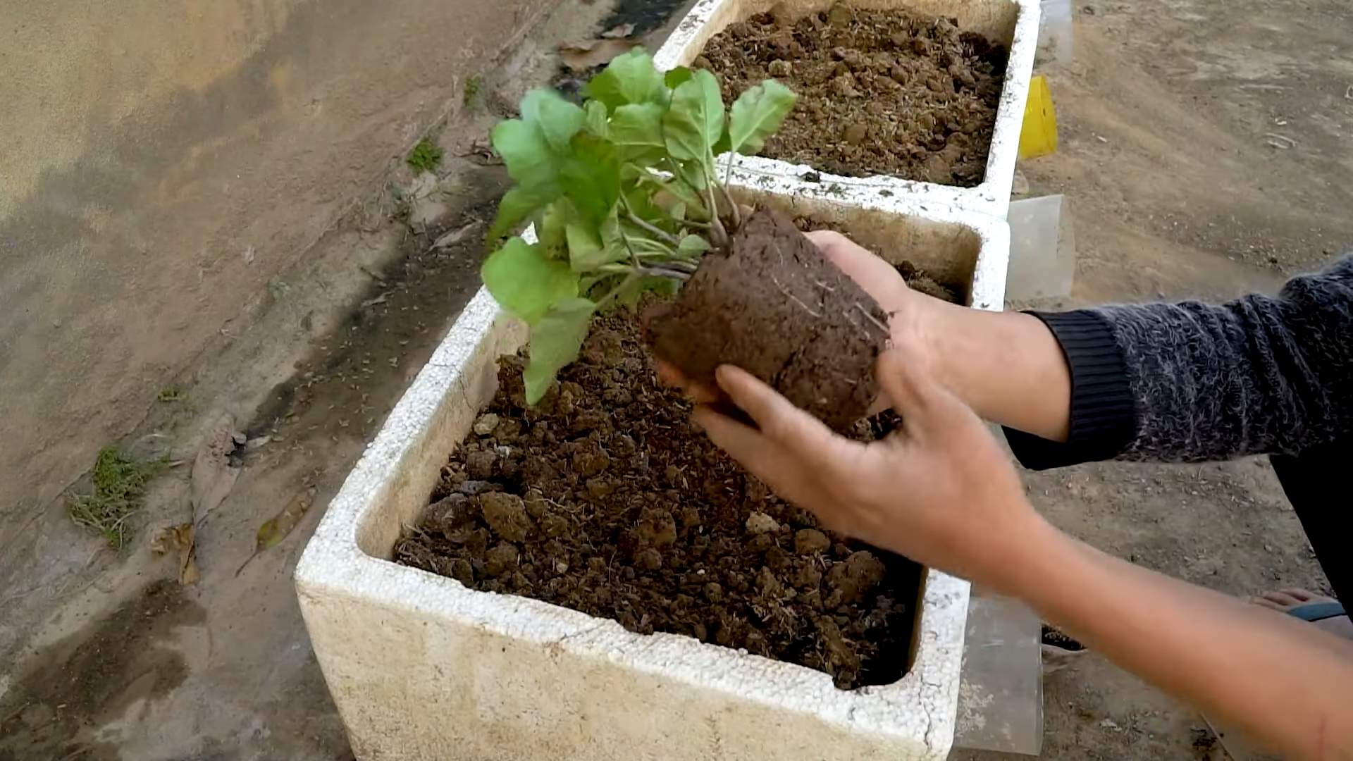 Grow Eggplant Easily