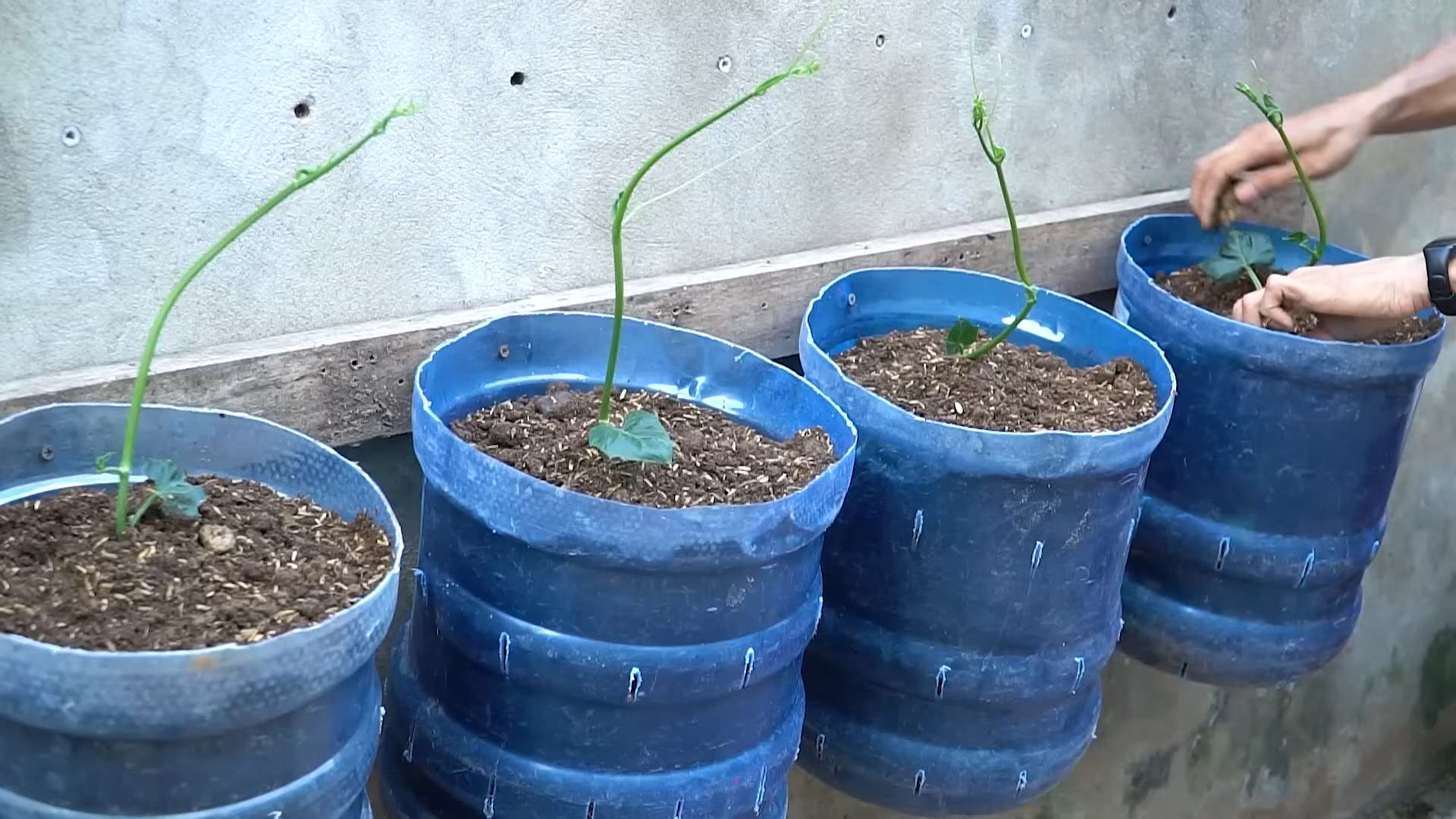 Chayote Planting Guide