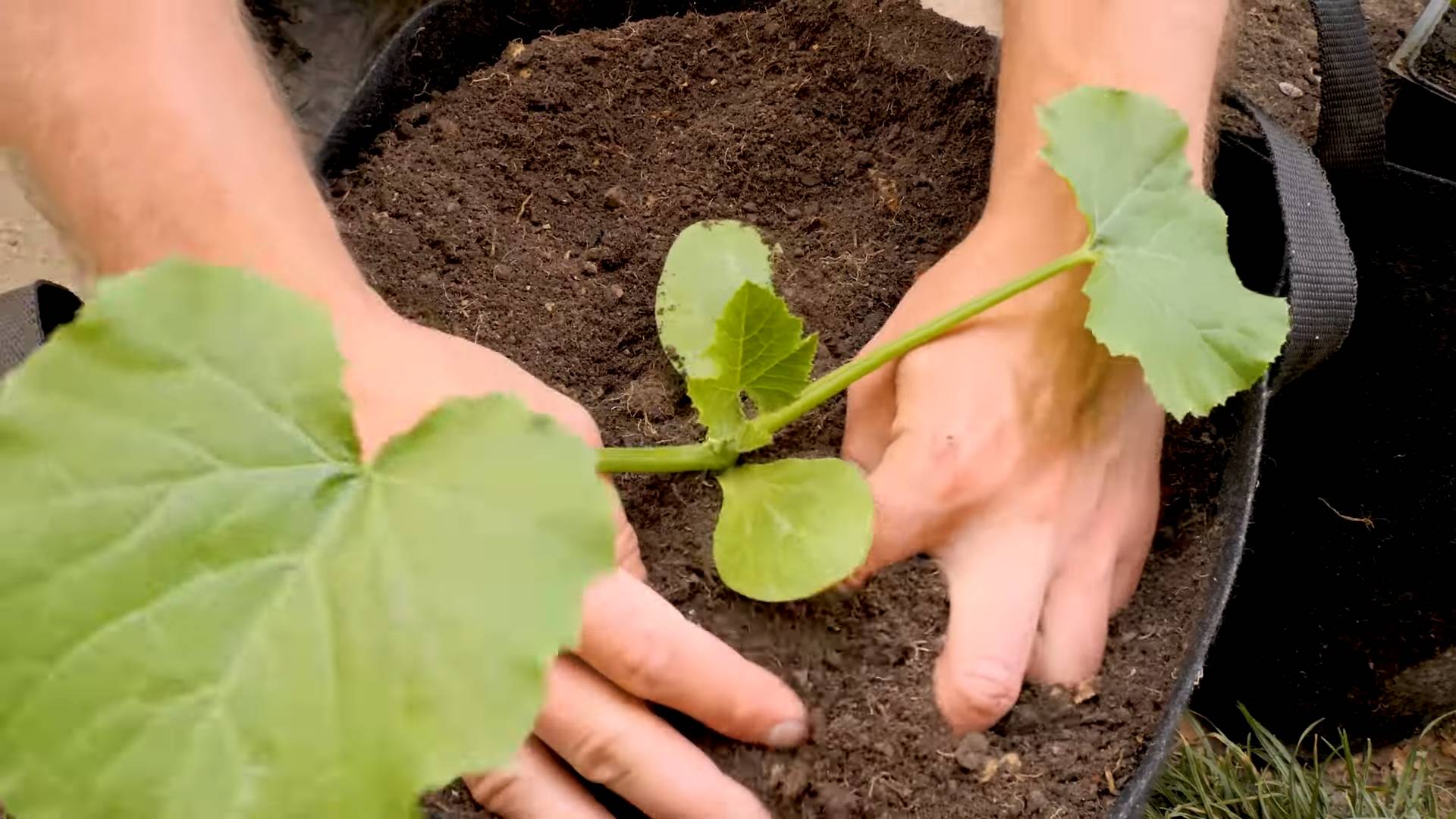 Grow Zucchini Bag Planters