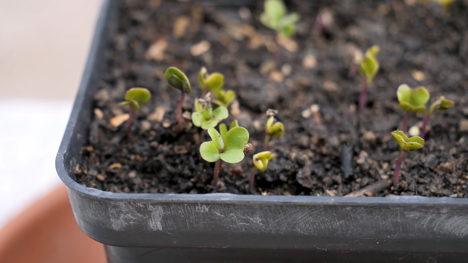 Grow Brussels Sprouts Kitchen