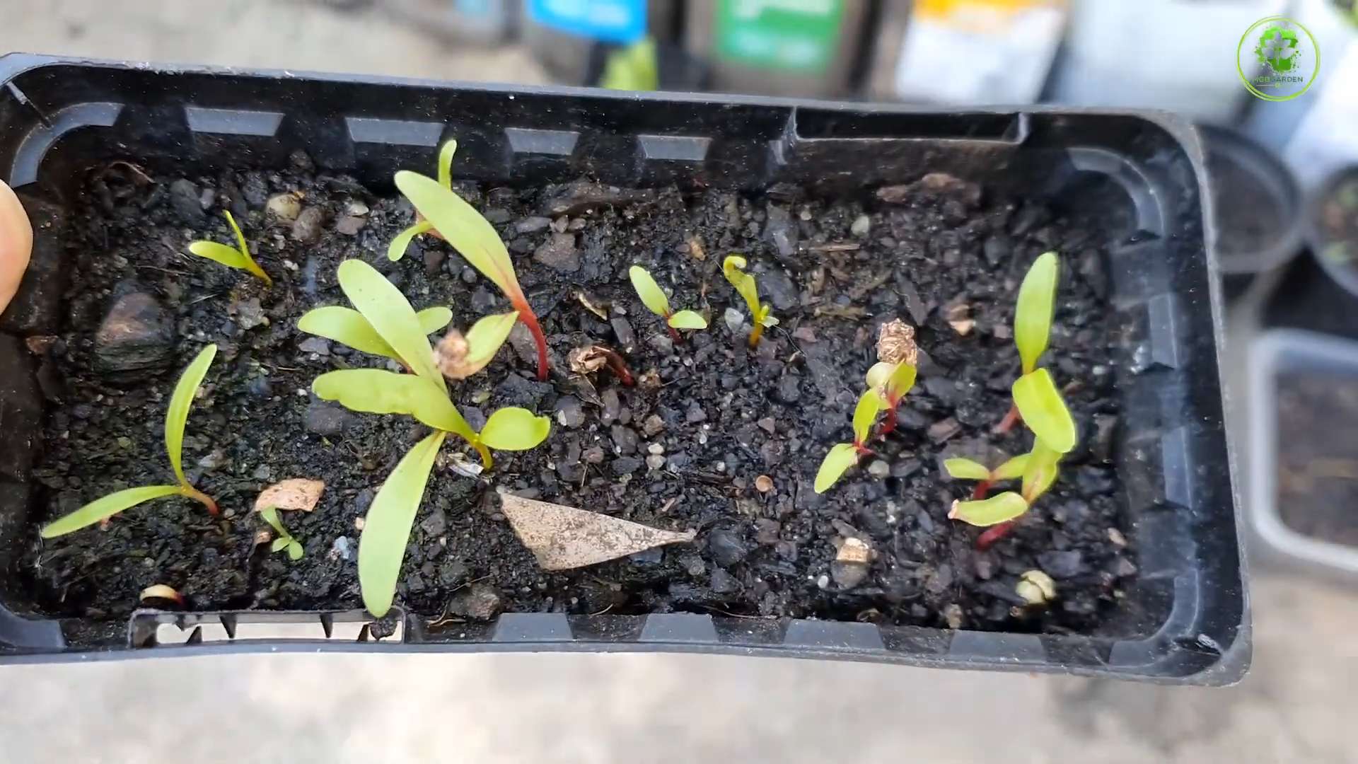 Grow Swiss Chard Kitchen