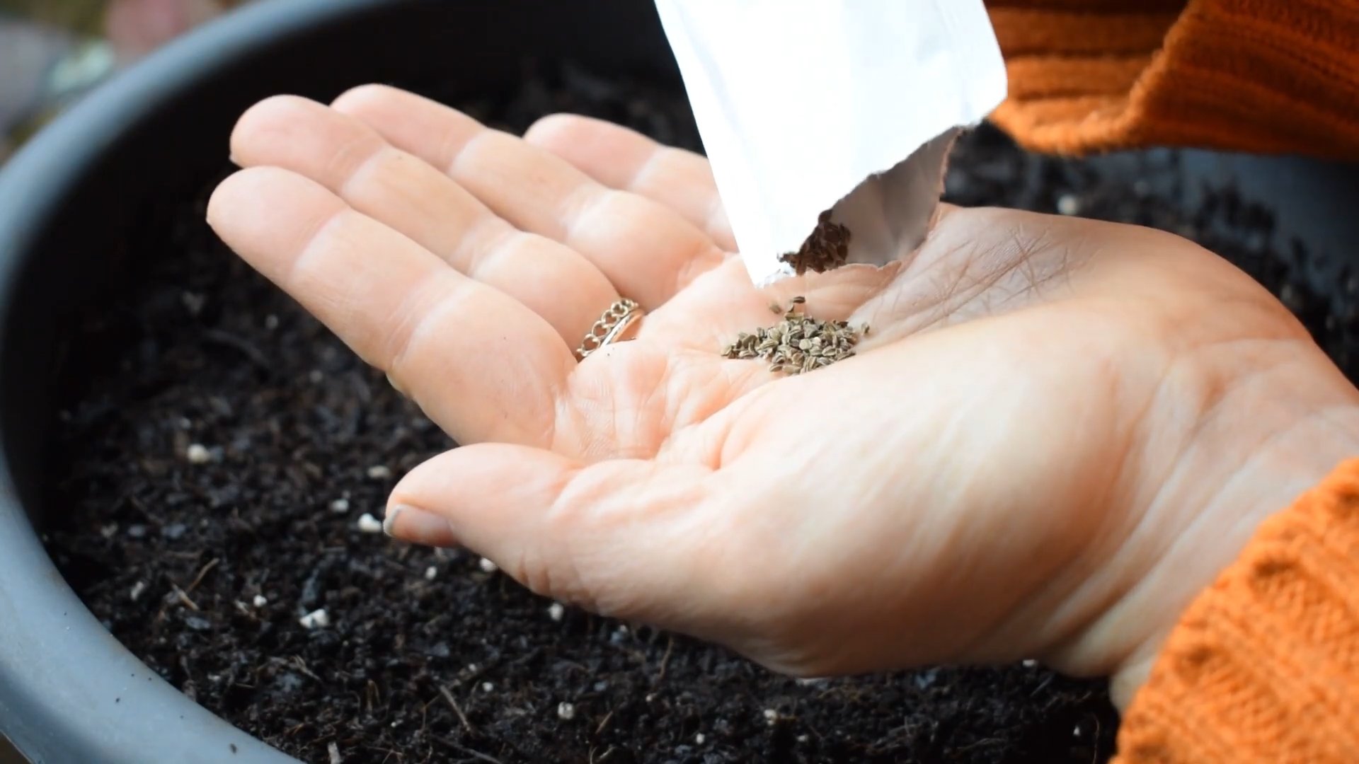 Growing mini carrots at home