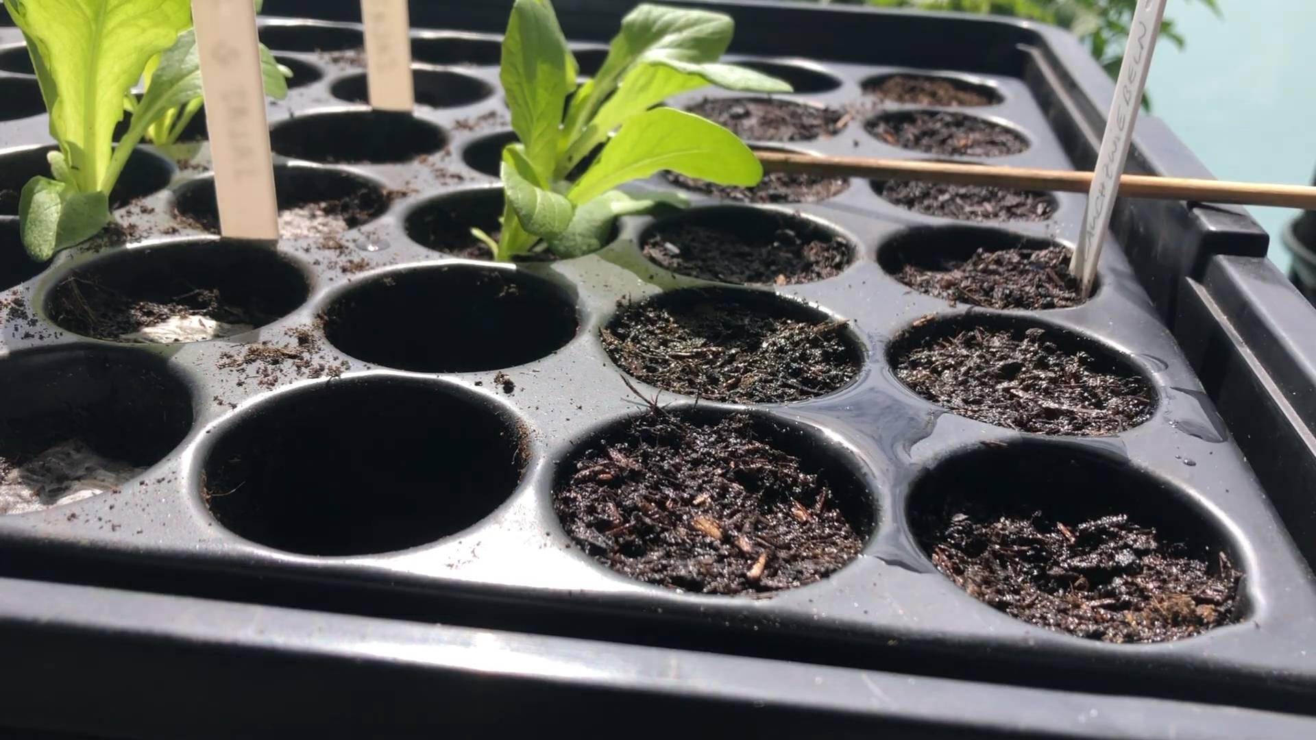 Grow Chard Indoors Easy Guide
