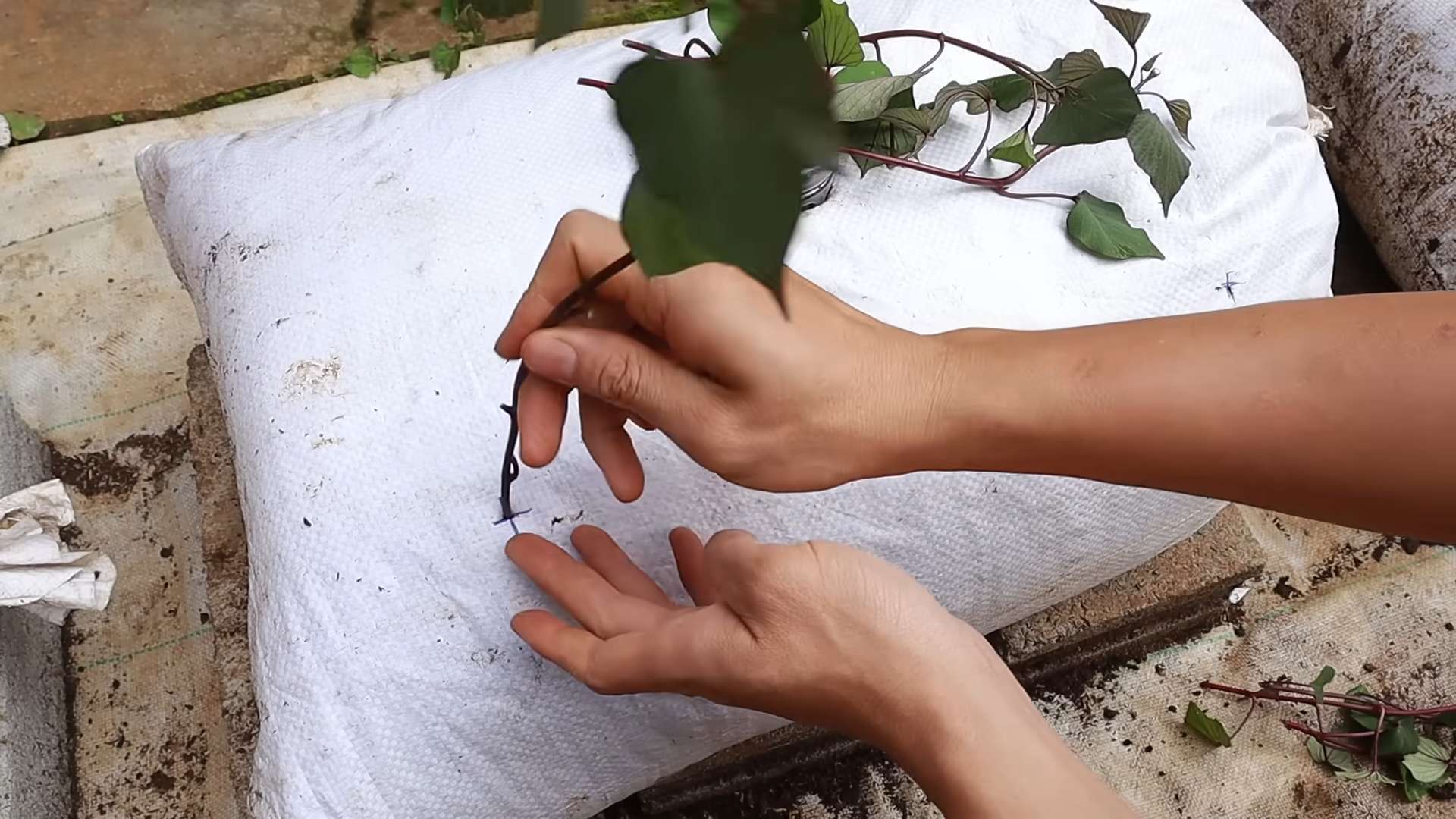 Terrace sweet potato growing