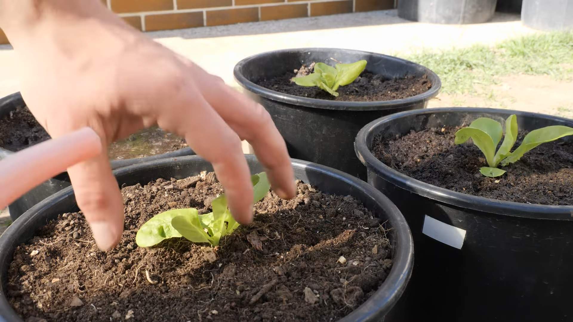 Growing Lettuce in Containers