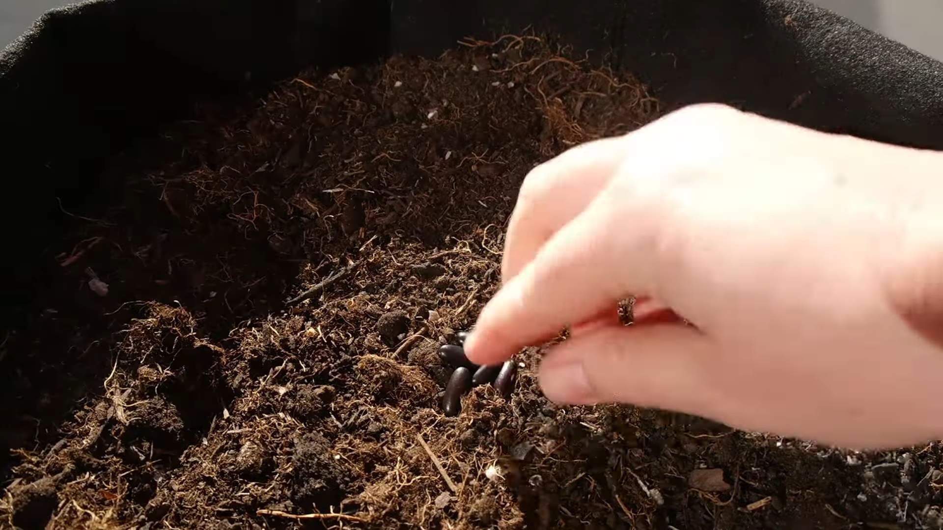 High Yield Bush Beans